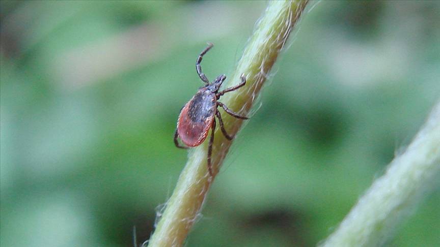 Küçücük bir ısırıkla başlıyor! Uzmanlar Lyme hastalığı için uyardı 2